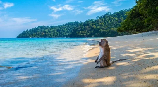 モンキービーチ